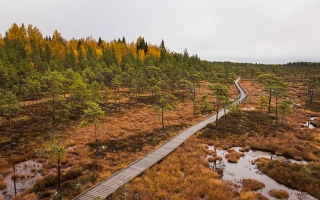 Maisemakuva suolta, jonka läpi kulkee pitkospuut.