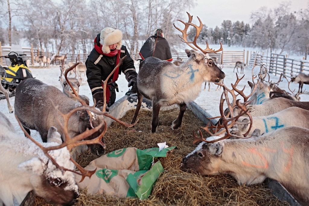 Poroja syömässä tarjottua talviruokaa. Porojen turkkiin on spraymaalattu numeroita. Porojen välissä seisoo kaksi ihmistä.